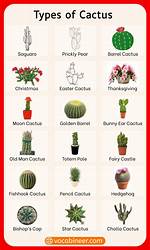 Cactus Names