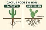 Cactus Roots