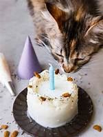 Cake for Cats