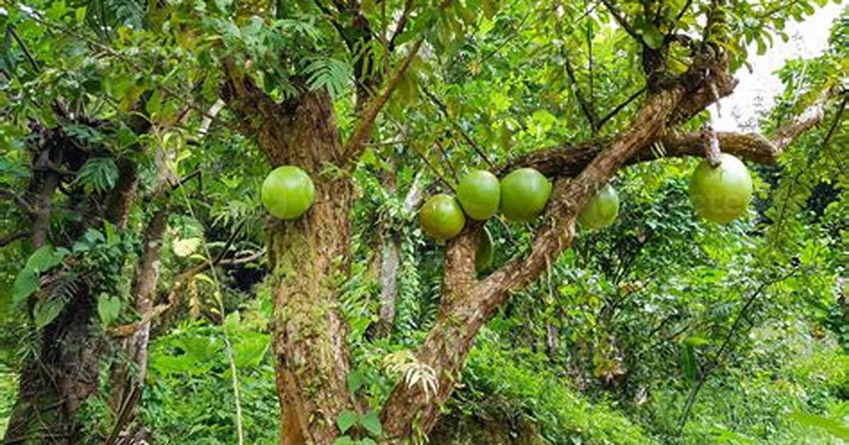 Calabash Tree