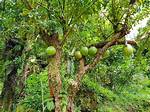 Calabash Tree