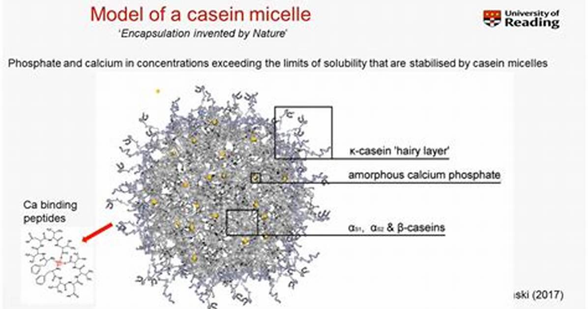 Calcium Caseinate
