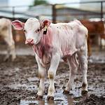 Calf Meat