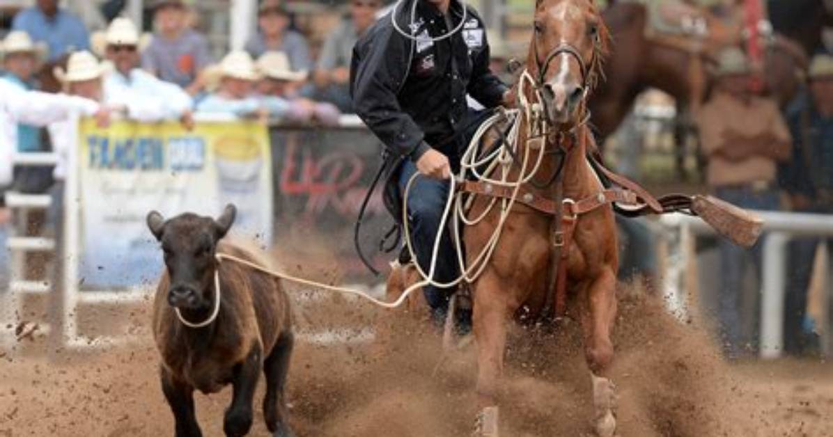 Calf Roping