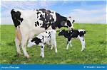 Calves' Mom