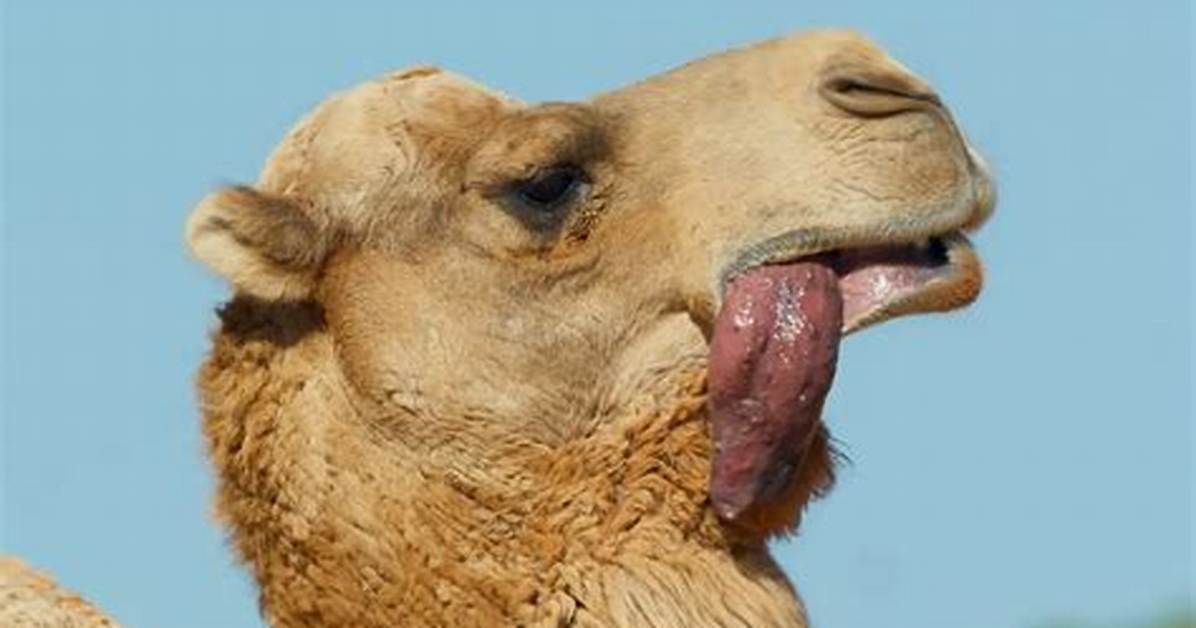 Camel Dulla