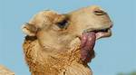 Camel Dulla