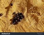 Camel Poop