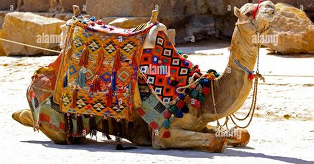 Camel Saddle
