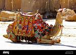 Camel Saddle