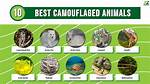 Camoflauge ~ Complete Information [ Wiki | Photos