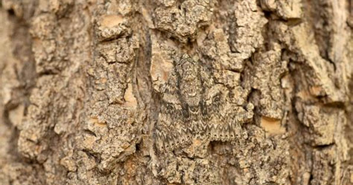 Camouflaged