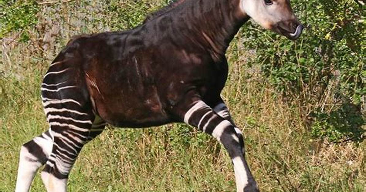 Can a Okapi Run?