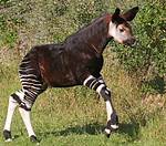 Can a Okapi Run?