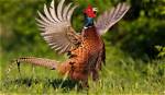 Can a Pheasant Fly?