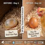 Can a Shell Less Egg Hatch?