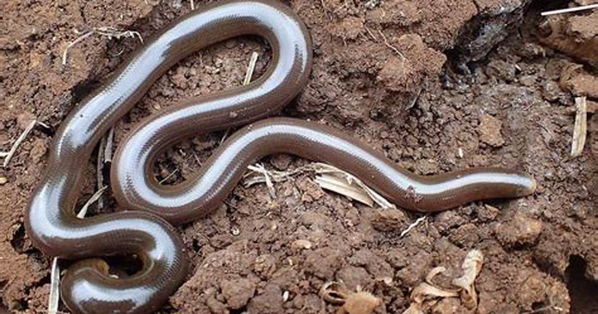 Can a Snake Clone Itself?