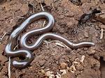 Can a Snake Clone Itself?