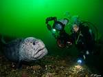 Can a Wolf Eel Kill You?
