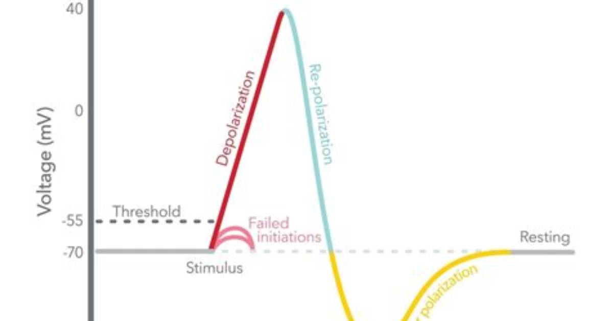 Can Action Potentials Summate?