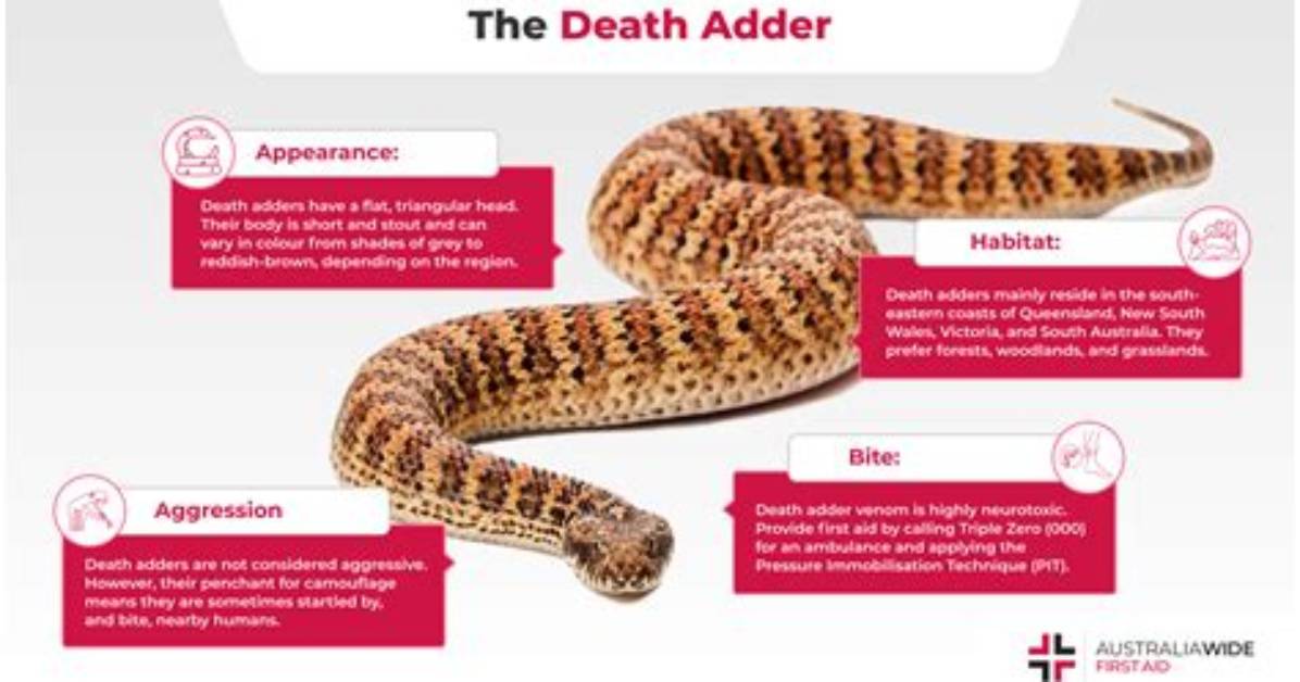 Can Adders Kill You?