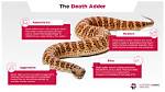 Can Adders Kill You?