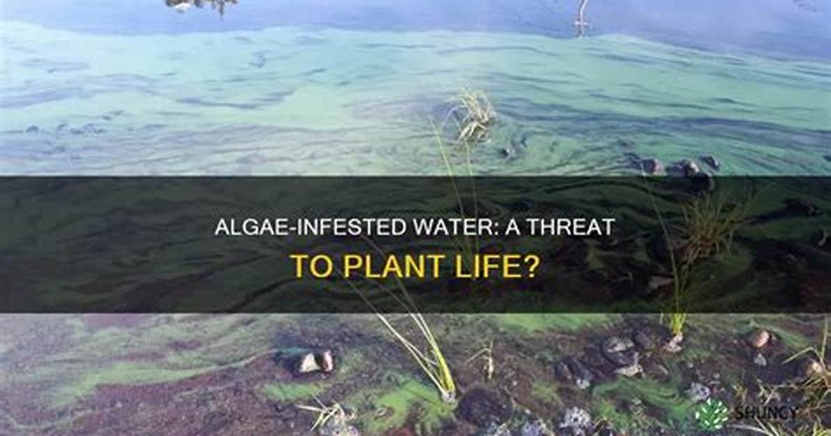 Can Algae Kill Plants