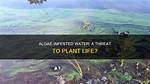 Can Algae Kill Plants