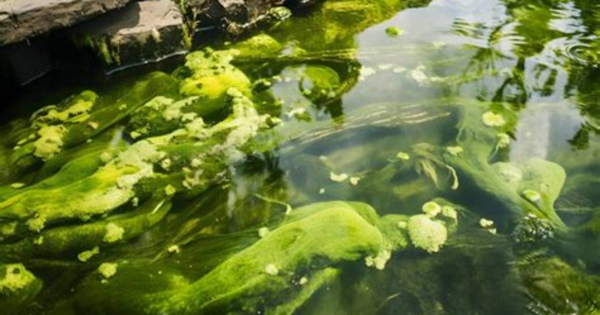 Can Algae Kill You?