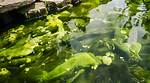 Can Algae Kill You?