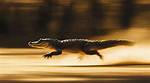 Can Alligators Zig Zag?