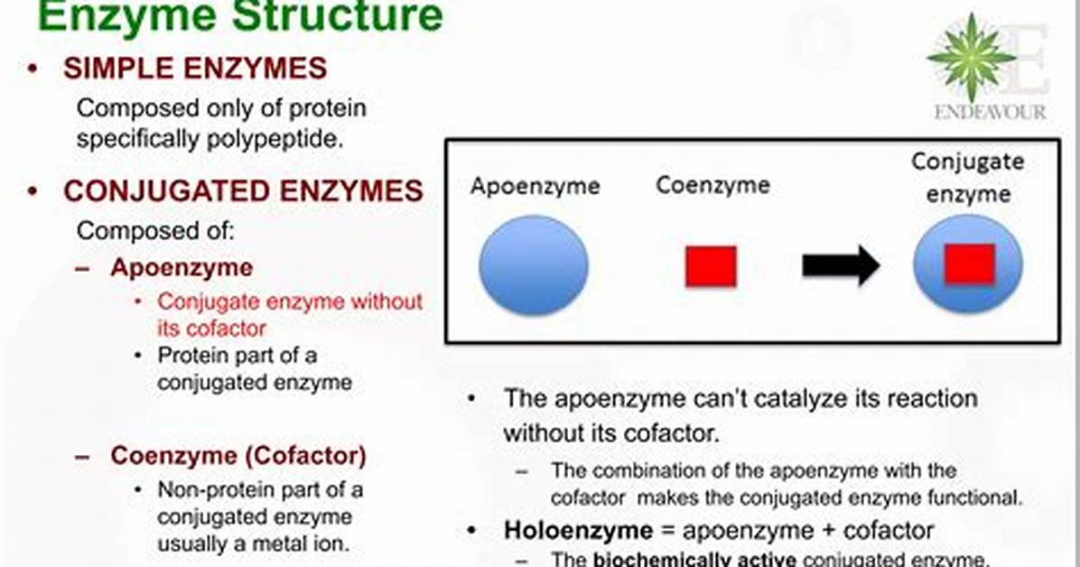 Can an Enzyme Function Without a Cofactor?