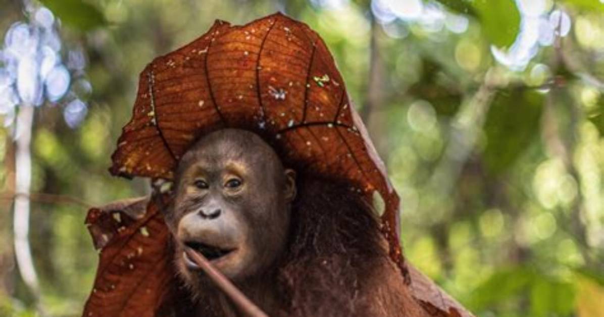 Can Animals Solve Problems