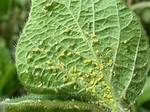 Can Aphids Kill Plants