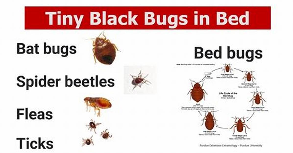 Can Bed Bugs Be Really Tiny