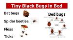 Can Bed Bugs Be Really Tiny