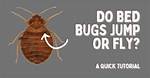Can Bed Bugs Jump