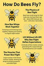 Can Bees Actually Fly?