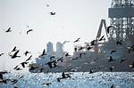 Can Birds Be Shipped? - Kylon Powell