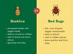 Can Booklice Bite