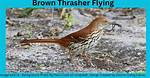 Can Brown Thrashers Fly?
