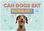 Can Bubbles Harm a Dog