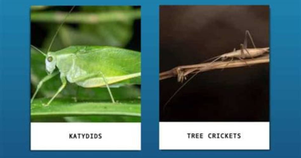 Can Bugs Get High?