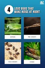 Can Bugs Get High?
