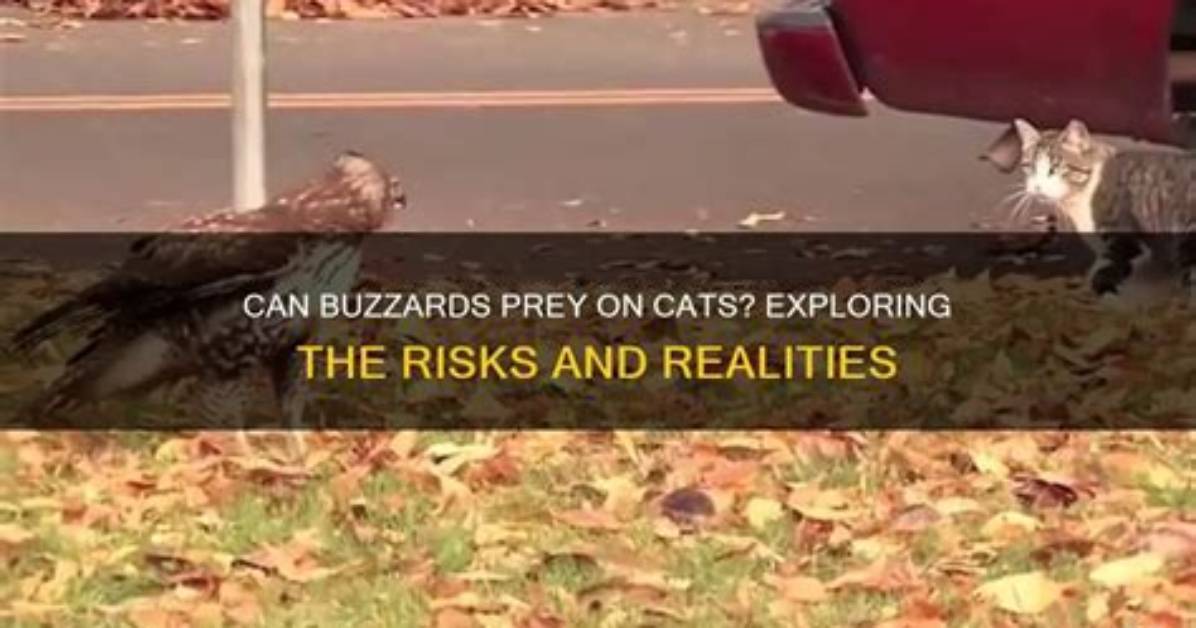 Can Buzzards Kill Cats?