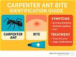 Can Carpenter Ants Bite?