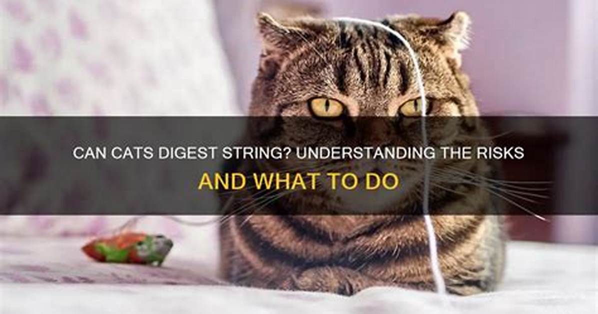 Can Cats Digest String? | Contextresponse. Com
