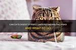 Can Cats Digest String? | Contextresponse. Com