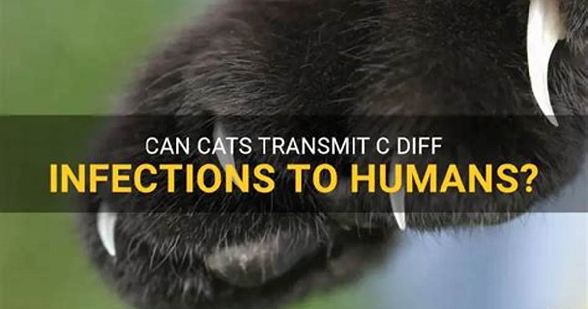 Can Cats Get C Diff?
