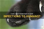 Can Cats Get C Diff?